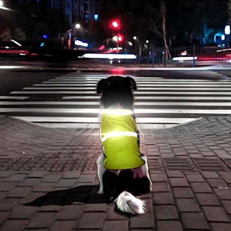 2 Színben Pet Dog Fényvisszaverő Éjszakai Ruházat Kiskutya Biztonsági Mellény