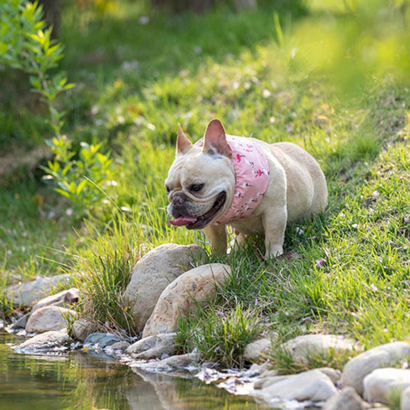 2 Színű Pet Dog Jégsál Nyári Jéggallér Jégkendő