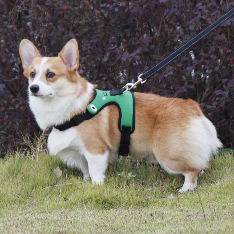 Aranyos Béka Kutya Mellkaspánt Corgi Fight Traction Mellény Háziállatok Számára