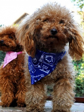 Aranyos Kis Kedvenc Kutya Macska Bandana Sál Nyakörv Nyakkendő Új Szép Állítható