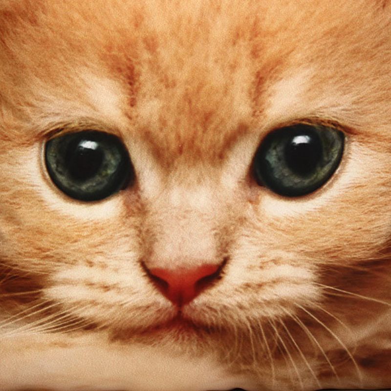 3d Aranyos Arckifejezések Macskák Dobópárnahuzatok Kanapé Irodai Autópárnahuzat Ajándék